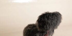 j_JPG-low-resolution-Baxter-NepalBlack-MG-0660-108642_1